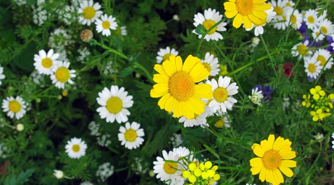 Nature, Technology and Wellbeing